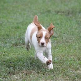 Brittany Puppies from Tail'Z End Kennels