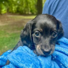 Leia AKC OFA CHIC - Brindle female Dachshund puppy in El Dorado, Arkansas from LovelylilDoxies