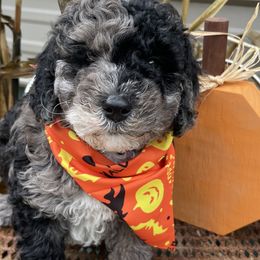 Jess - Merle male Goldendoodle puppy in Home, Pennsylvania from Plum Creek Acres Next Generation