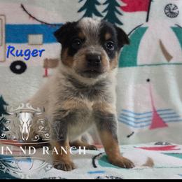 Ruger - Blue male Australian Cattle Dog puppy in Silsbee, Texas from Rockin ND Ranch