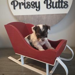 Prim - Chocolate, tan and white male Yorkshire Terrier puppy in Clermont, Florida from Bella's Prissy Butts