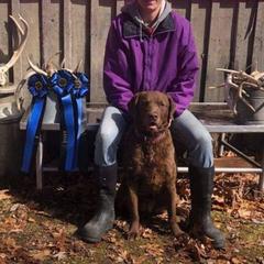 Luna - Chesapeake Bay Retriever