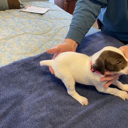 German Shorthaired Pointer Puppies from Albemarle German Shorthaired Pointers