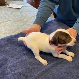 German Shorthaired Pointer Puppies from Albemarle German Shorthaired Pointers