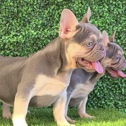 French Bulldogs from Luis Aguado's French Bulldogs