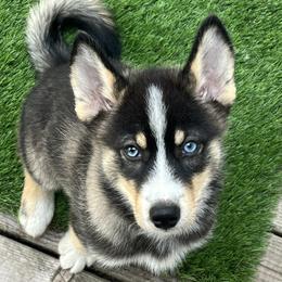 Pomsky Puppies from Sarah Conlan
