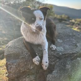 Scout - Red & white male Australian Shepherd puppy in San Marcos, California from Faith Family Freedom Farm