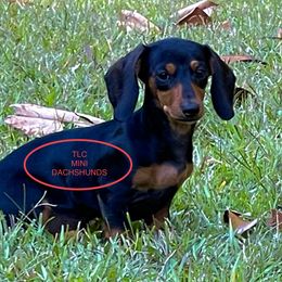 Dachshund Puppies from TLC Mini Dachshunds