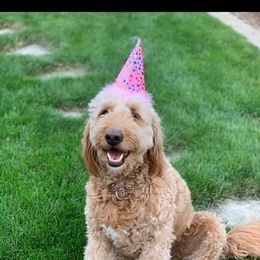 Goldendoodle All Grown Up from Midwest Companions