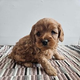 Cranberry - Apricot female Cavapoo puppy in Chattanooga, Tennessee from Scenic City Doodles