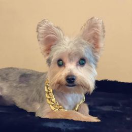 Gucci - Yorkshire Terrier