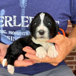 Rocket - Tri-color male Bernedoodle puppy in Ferguson, North Carolina from Elevated Standards NC