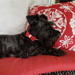 Fancy Pants Sadie Rose - Miniature Schnauzer