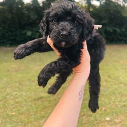 Gray Collar - Black male Goldendoodle puppy in Richmond, Kentucky from The Doting Doodle