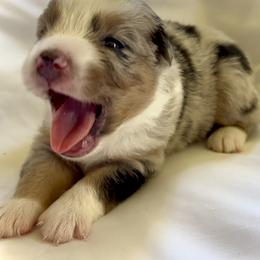 Butterball - Blue merle male Miniature Australian Shepherd puppy in Jenkinsville, South Carolina from Monticello Mini Aussies
