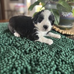 Frankie - Red & white male Toy Australian Shepherd puppy in La Grande, Oregon from Larsen's Toy Aussies