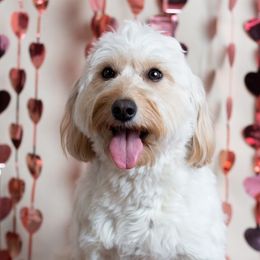 Honey - Goldendoodle