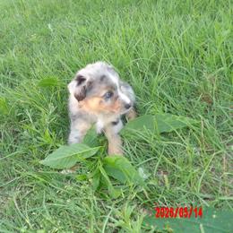 Thumper - Blue merle male Australian Shepherd puppy in Elkhart, Texas from Donaldson Dogz