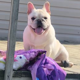 Boxer and French Bulldog All Grown Up from Blissful Euro Boxers & French Bull Dogs