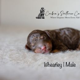 Goldendoodle and Poodle Puppies from Corbin’s Southern Curl’s
