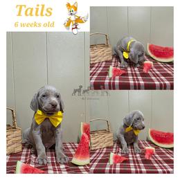 TAILS - Silver gray male Weimaraner puppy in Ferrum, Virginia from LAAT Weims