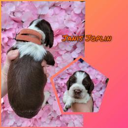 Janis JoplinGirl 3 - Liver white and tan female English Springer Spaniel puppy in Saginaw, Michigan from Kemerer Springers