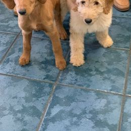 Goldendoodle Puppies from Izzy's Doodles