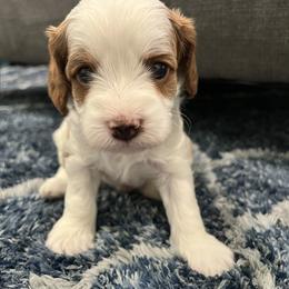 Cavalier King Charles Spaniel and Cavapoo Puppies from Ethan McBride