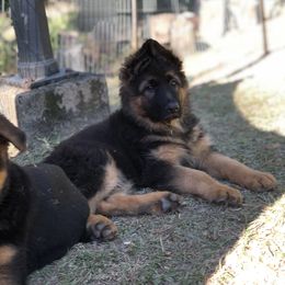 German Shepherd Puppies from Zwinger vom Schneider Wald