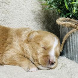 Rudolf - Phantom male Bernedoodle puppy in Leesport, Pennsylvania from Bechtel’s Bernadoodles
