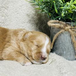 Rudolf - Phantom male Bernedoodle puppy in Leesport, Pennsylvania from Bechtel’s Bernadoodles