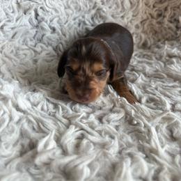 Girl 1 - Dapple female Dachshund puppy in Hindsville, Arkansas from Okie Dokie Doxie