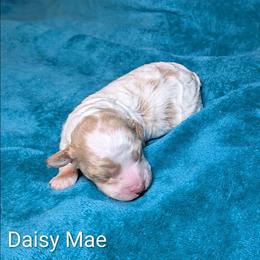 Daisy Mae - Red and white female Cockapoo puppy in Sunset, Louisiana from Cano Cockapoos