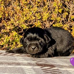 Black Female - Black female Labrador Retriever puppy in Yucca Valley, California from Beachn Ranch
