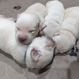 Labrador Retriever Puppies from True Labradors