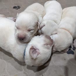 Labrador Retriever Puppies from True Labradors