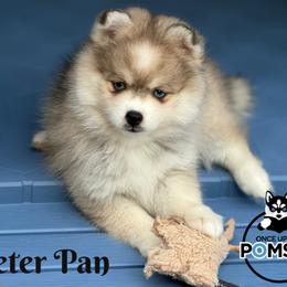 Petter Pan - Silver and white male Pomsky puppy in Eastman, Georgia from Once Upon A Pomsky