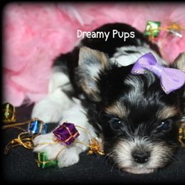 AKC Garland - Black tan and white female Biewer Terrier puppy in Kennesaw, Georgia from Dreamy Pups