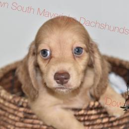 Chocolate and cream - Chocolate and cream male Dachshund puppy in Seminary, Mississippi from Down South Mavericks Dachshunds