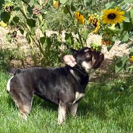 Reese - French Bulldog
