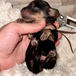 Rowan - Black and cream male Dachshund puppy in Atwood, Oklahoma from Holder’s Doxie Farm