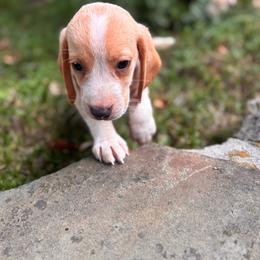 Max - Lemon and white male Beagle puppy in Spartanburg, South Carolina from Sassy Pap Farms