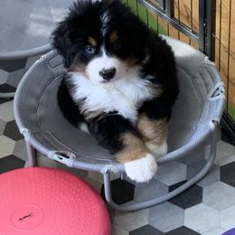Bernese Mountain Dog and Scottish Terrier Puppies from Defiant