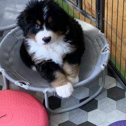 Bernese Mountain Dog and Scottish Terrier Puppies from Defiant