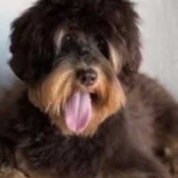 Jam - Australian Labradoodle