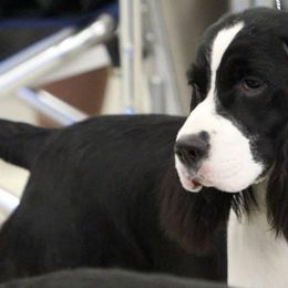 English Springer Spaniels from Implausible English Springer Spaniels