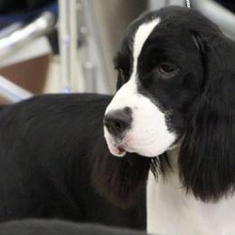English Springer Spaniels from Implausible English Springer Spaniels