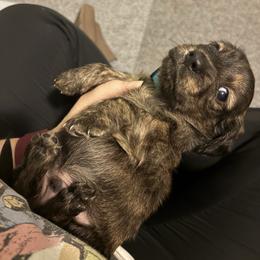 Will - Brindle male Dachshund puppy in Crosby, Texas from House of Slinkys
