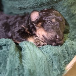 Ember - Phantom female Poodle puppy in Richlands, North Carolina from PND Kennel