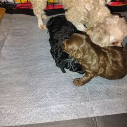 Pekingese and Poodle Puppies from Polk County Peekapoos